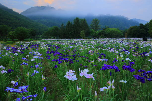 istock Iwate Prefecture Morning-burning firewood 1148957167