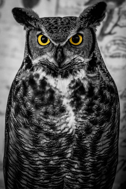 istock Great Horned Owl with Yellow Eyes 1148957183