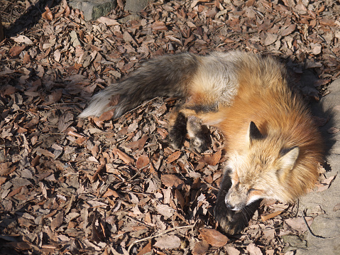 Furry Vulpes Vulpes Red fox sleeping in the forest on autumn leaves