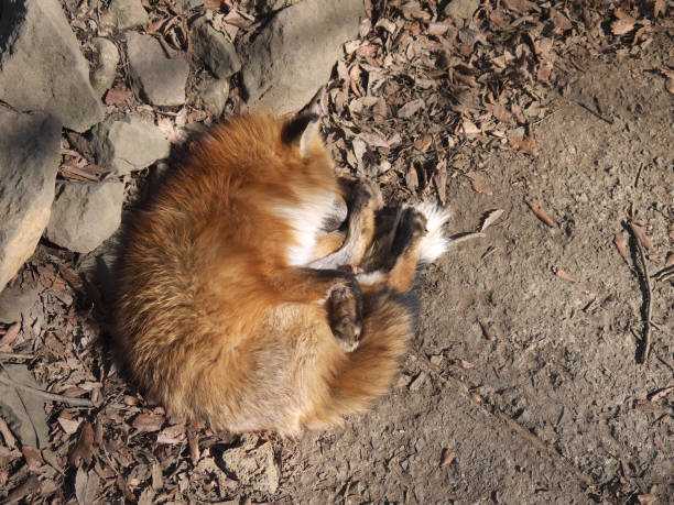 istock Furry Red fox sleeping in the forest on autumn leaves 1148958232