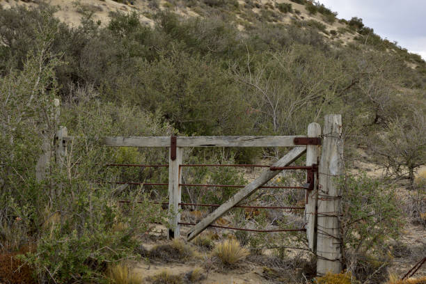 istock old abandoned wooden gate in the undergrowth 1148959085