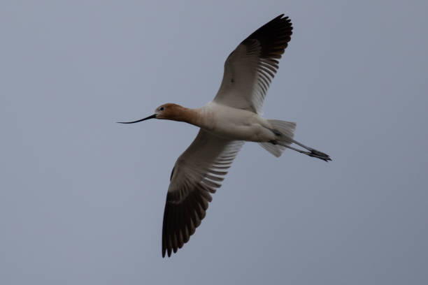 istock American avocet flying in the wild 1148959231