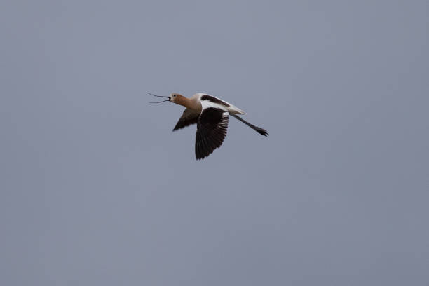 istock American avocet flying in the wild 1148959239