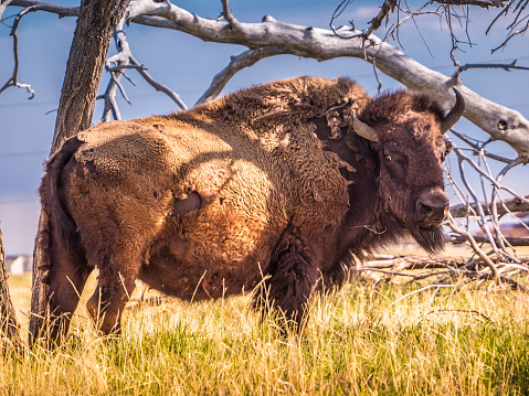 Bison Tree Bison Standing Under A Bare Tree Stock Photo - Download Image Now ...