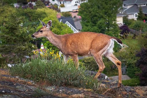 One of the many deer roaming the urban neighborhoods of Victoria, B.C.