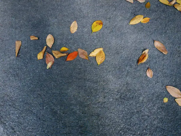 High Angle View of Group of Dry Leaves on Asphalt Road