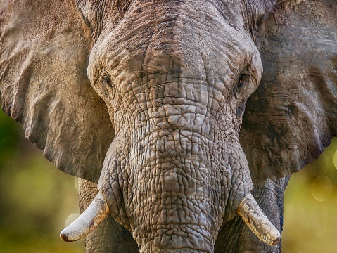 The face of a female African elephant fills the frame, as the animal stares directly into the camera, providing a close-up view of its wrinkled skin, ivory tusks, trunk, forehead, and large, outstretched ears. There is a sense of the power, intensity and gentleness of the elephant.
