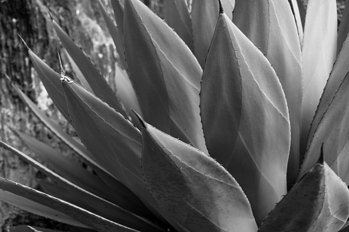 Green cactus plant, natural texture background concept, copy space