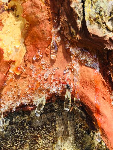 istock Resin On Bark Of Pine Tree 1148968025