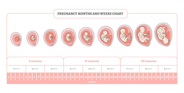 illustrazioni stock, clip art, cartoni animati e icone di tendenza di il mese, le settimane e i trimestri della gravidanza strizza l'obiettivo con fasi di sviluppo dell'embrione. - fetus