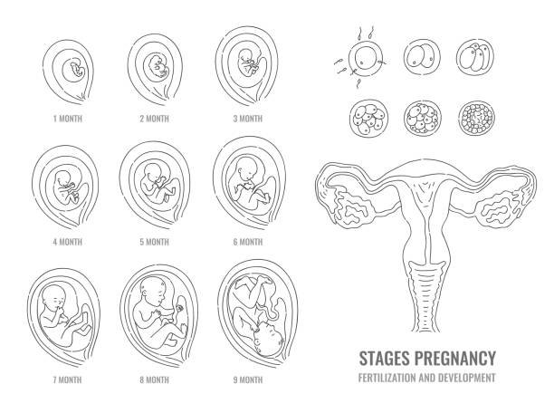 3,709 Human Embryo Illustrations & Clip Art - iStock | Human embryo twins,  Human embryo development