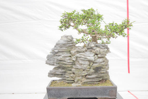 istock small bonsai tree in a ceramic pot Cascade style 1148968786