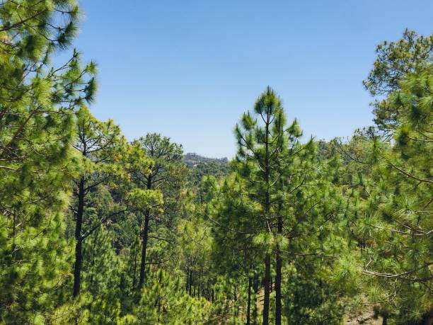 istock Forest of pine or pinus trees 1148968880