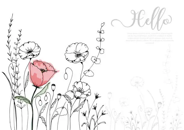 Vector illustration of Hand drawn poppy blossom with black line