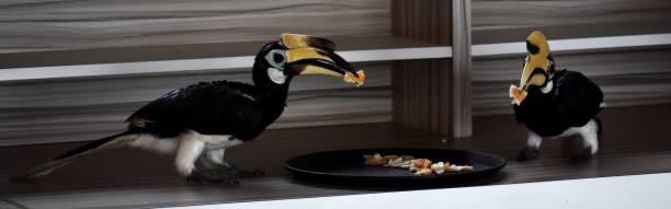 istock Two hornbills in a kitchen eating fruit 1148968995