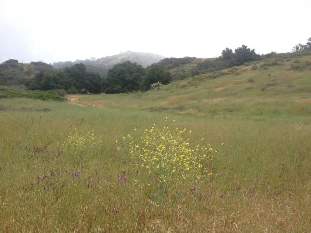istock A meadow with patch of gold wild flowers 1148971166