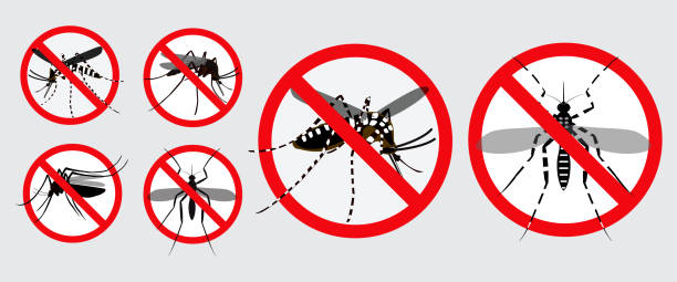 ilustrações, clipart, desenhos animados e ícones de grupo de aedes aegypti ou chikungunya, ou mosquito de zika isolado. - dengue
