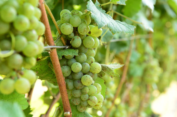 istock Vine and bunch of white grapes 1148972157