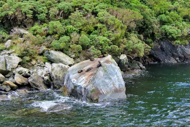 Milford Sounds, New Zealand - Seals on the rocks enjoying the sun