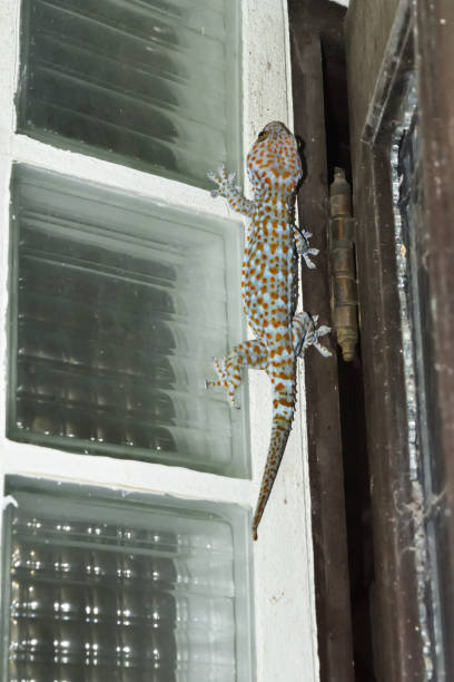 istock Tokay gecko on wall 1148973951