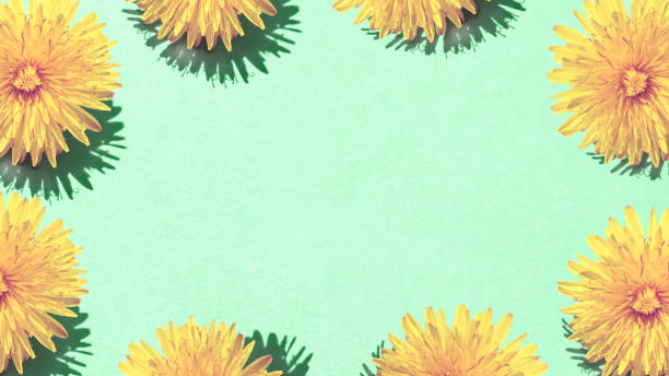 istock Yellow dandelion on a green background. 1148974029