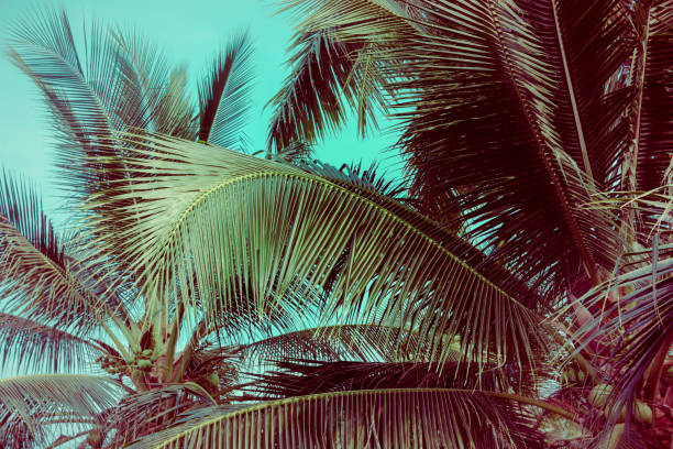 istock Coconut palm tree foliage under sky. Vintage background. Retro toned poster. 1148976565