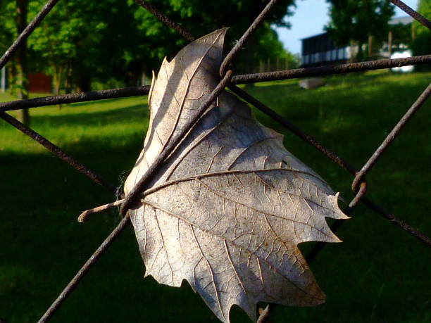 春に金属 chainlink フェンスに貼られる乾燥した茶色の葉 - chainlink fence fence leaf leaf vein ストックフォトと画像