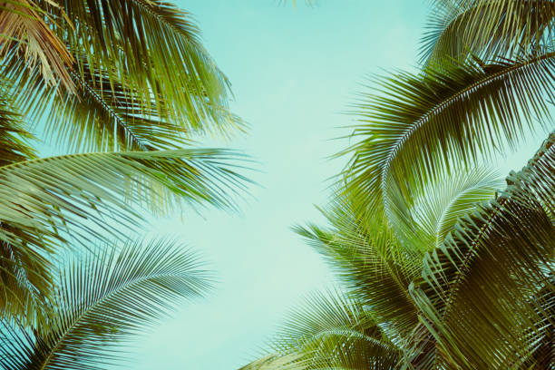 istock Coconut palm tree foliage under sky. Vintage background. Retro toned poster. 1148976676