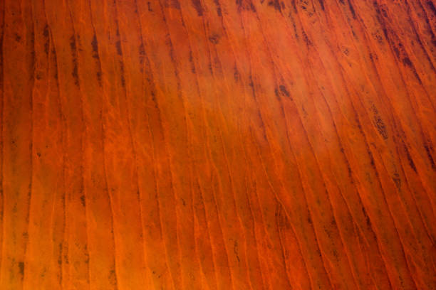 istock Textures of Western Australia 1148978828