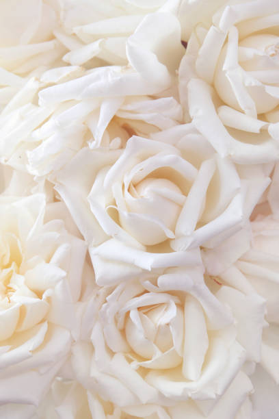 floral background of white roses