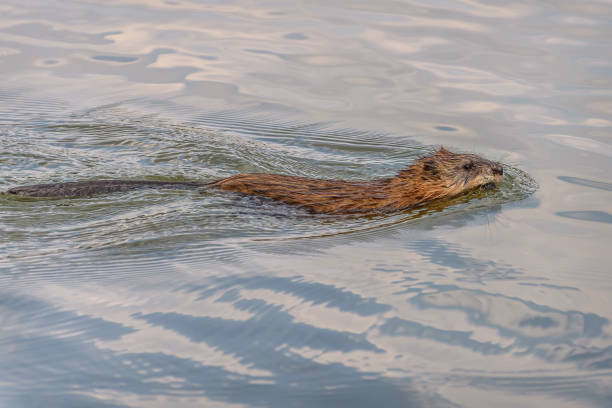 istock muskrat lake swim water 1148978903