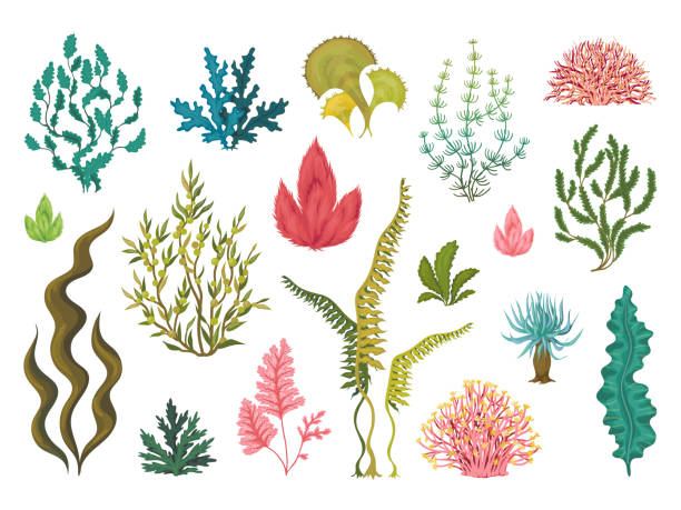 illustrazioni stock, clip art, cartoni animati e icone di tendenza di alghe. piante oceaniche sottomarine, elementi corallo marino, alghe fioriscono oceaniche disegnate a mano, disegni decorativi dei cartoni animati. set di alghe vettoriali - seaweed sea pattern green