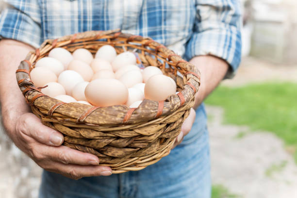 istock Midsection of farmer carrying eggs in wicker basket at farm 1148982624