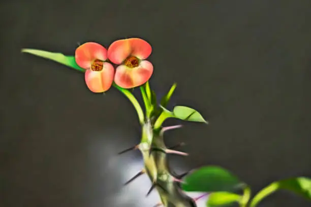 close up christ plant flower.Crown of thorns, also called Christ thorn, thorny plant of the spurge family