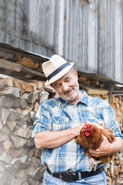 istock Senior farmer holding hen while standing by logs at farm 1148982906