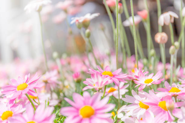 Selective focus of Pink Chrysanthemum flower blurred background