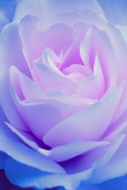 istock Purple rose close-up 1148984196