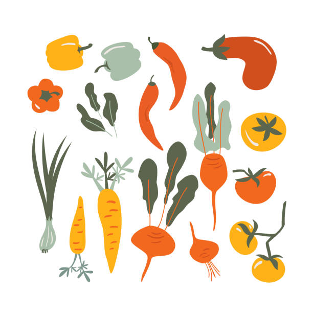 illustrations, cliparts, dessins animés et icônes de ensemble vectoriel de légumes dessinés à la main - aliment illustrations