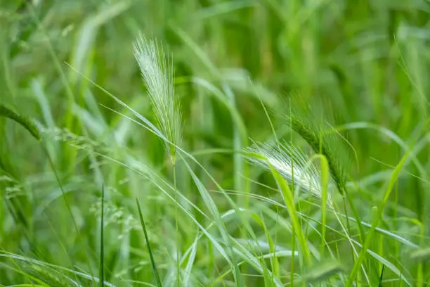 close up wall barley field in nature