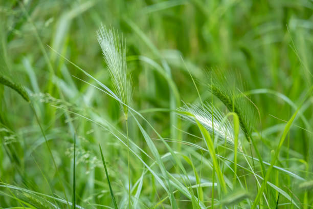 закрыть стены ячменя поле в природе - barley grass field green стоковые фото и изображения