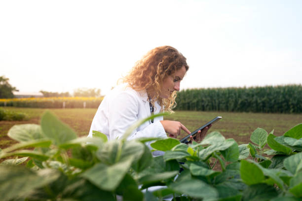 istock Smart agriculture. Agronomist expert using digital tablet in the field and observing crops. 1148987651