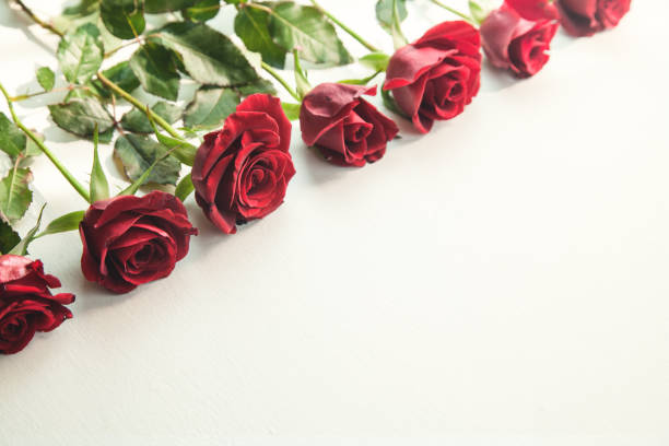 istock Red roses on white background. Space for your text 1148988411