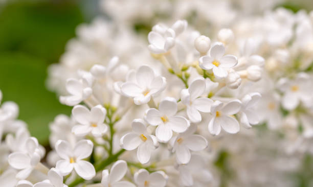 Photo of White Lilac Flowers