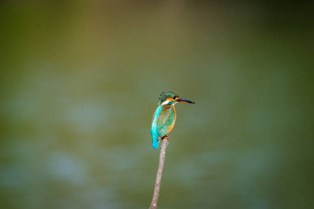 istock A common kingfisher or Alcedo atthis sitting on a beautiful perch with green background at keoladeo national park, bharatpur, india 1148989364
