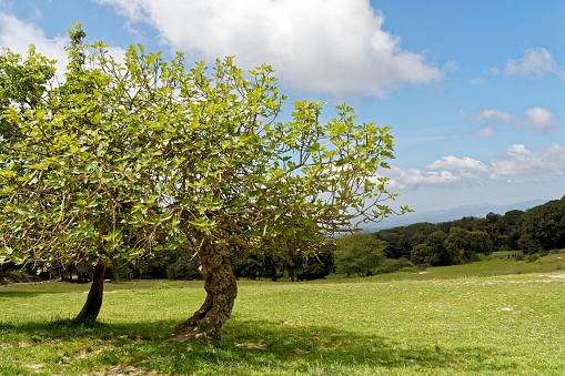 fig trees in Montnegre Parc