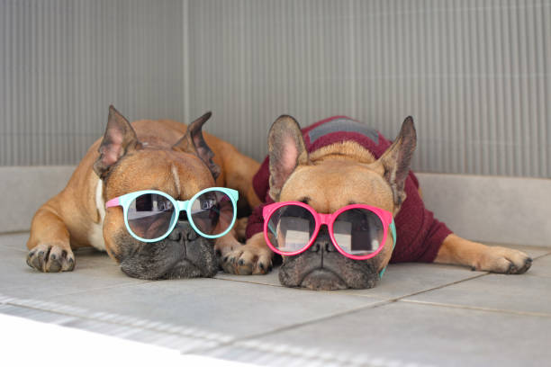 Two funny brown small French Bulldog dogs lying relaxed in shade in summer wearing colorful sunglasses for children funny dogs in summer bulldog photos stock pictures, royalty-free photos & images