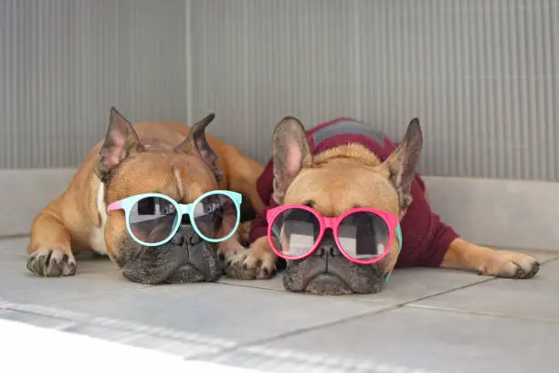 Photo of Two funny brown small French Bulldog dogs lying relaxed in shade in summer wearing colorful sunglasses for children