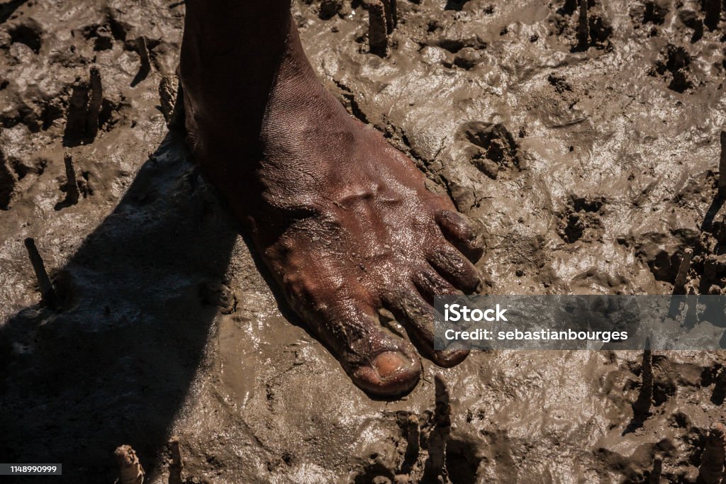 Australian aboriginal hunter Aboriginal hunter searching for crabs in the muddy salty waters of Western Australian landscapes First Peoples of Australia Culture Stock Photo