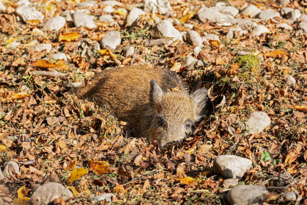 young wild boar  sleeping in a nest of autumn leaves Sus scrofa stock photo