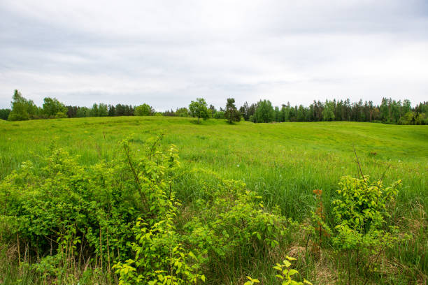 istock bright green meadow in sunny day in countryside 1148991703